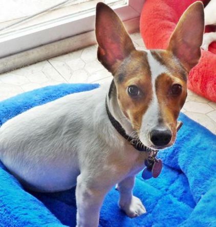 Photo de Sonny, Jack Russell terrier pure race