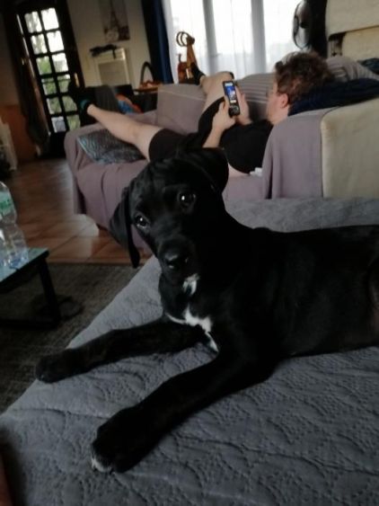 Photo de Herm�s, Dogue argentin crois�