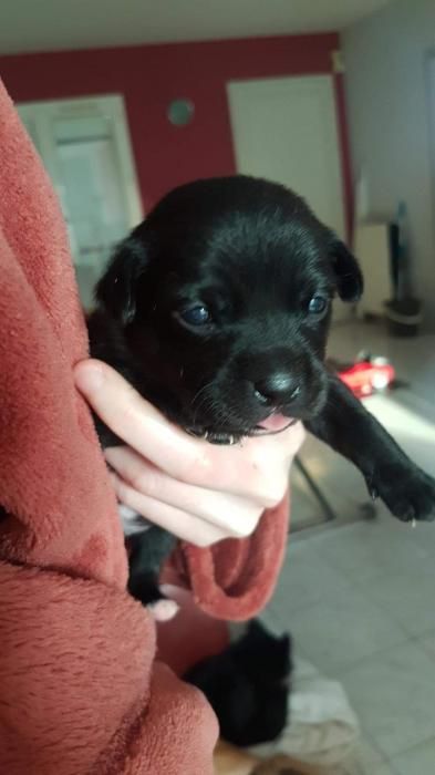 Photo d'Onyx, Dogue des Canaries crois� Chihuahua