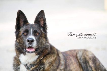 Photo de VOLCOM, Akita crois� Berger hollandais