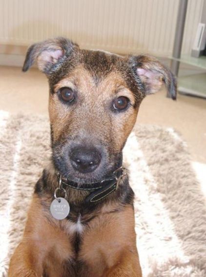 Photo de Rufus, Jack Russell terrier crois� Border Terrier