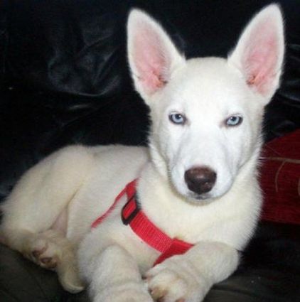 Photo de Jake, Husky pure race