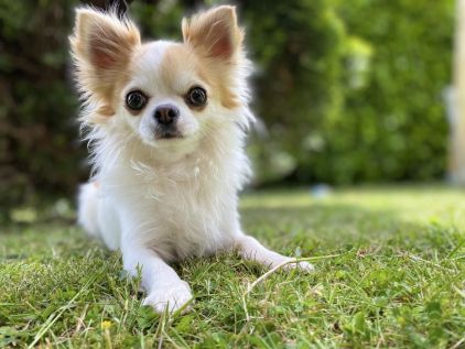 Photo d'Elvis, Chihuahua pure race