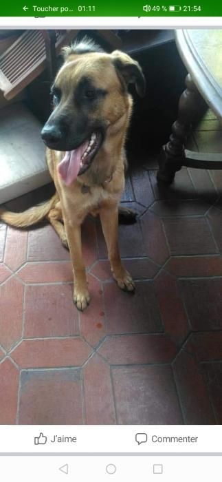Photo de Falco, Berger Belge Malinois crois� Berger d'Anatolie kangal
