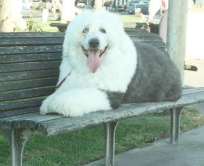 Photo de Jasper, Bobtail pure race