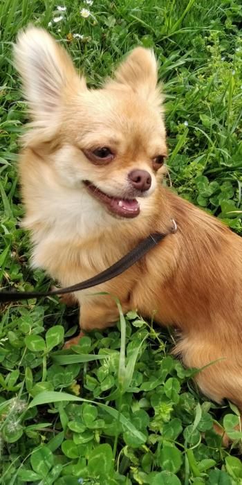 Photo de Rock, Chihuahua pure race