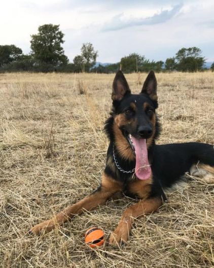 Photo de Isko, Berger Allemand crois� Berger Belge Malinois