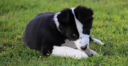 Photo de transon, corniaud Berger australien Boxer