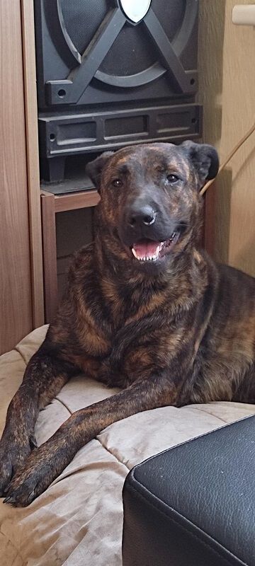Photo de Tina, Berger hollandais crois� Rottweiler