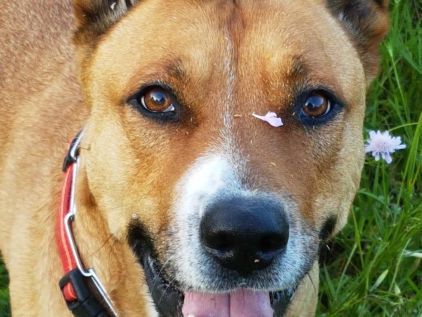 Photo de Bernard, Berger Belge Malinois crois� American Staffordshire terrier