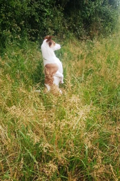 Photo de Nalla, Jack Russell terrier crois� Colley