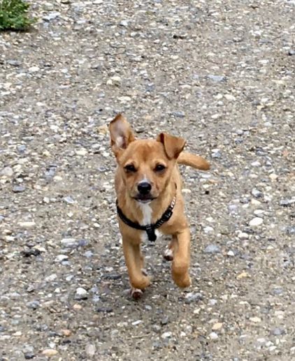 Photo de Roy, Chihuahua crois� Spitz allemand