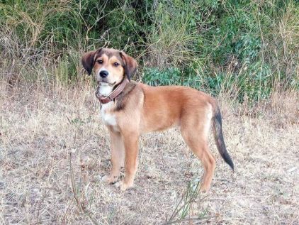 Photo d'Olga, Golden Retriever crois� Bouvier bernois