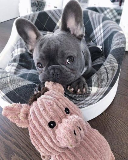 Photo de Orsnelle, Bouledogue fran�ais pure race