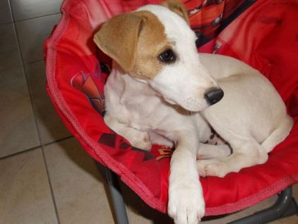 Photo de Looping, Jack Russell terrier pure race