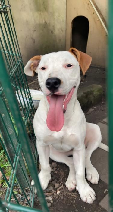 Photo de Beyaz, Dogue argentin crois�