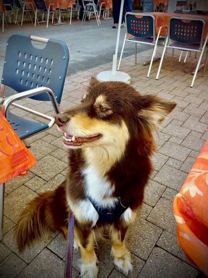 Photo de Shiva, Berger australien crois� Malamute de l'Alaska