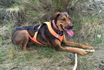 Photo d'Olia, Berger Belge Malinois crois� Epagneul breton