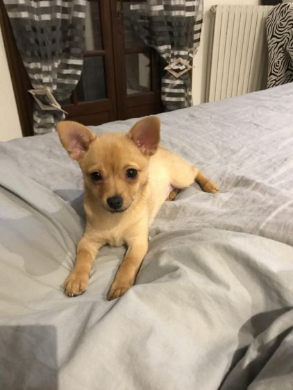 Photo de Ricka, Chihuahua crois� Spitz allemand