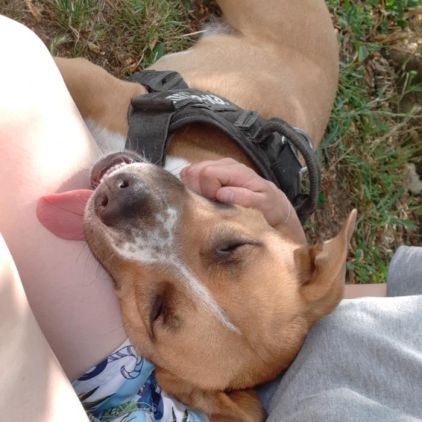 Photo de Cassius, American Staffordshire terrier crois�