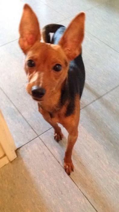 Photo de Holly, Pinscher nain pure race