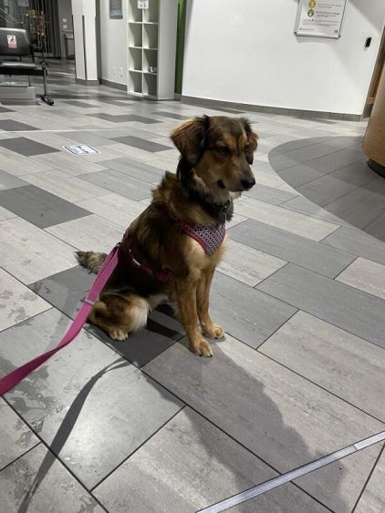 Photo de Lexi, Berger Allemand crois� Golden Retriever