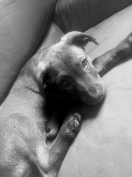 Photo d'Yumi, corniaud Beauceron Cane Corso