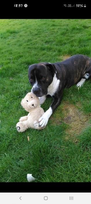 Photo de Rex, Cane Corso crois� American Staffordshire terrier