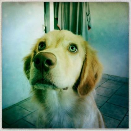Photo de Jana, Golden Retriever crois�