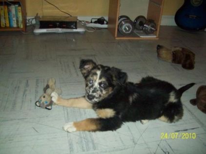 Photo de Ficelle, corniaud Berger australien Border Collie