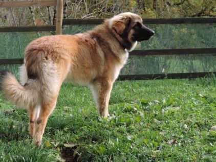 Photo de Ilka, Leonberg pure race