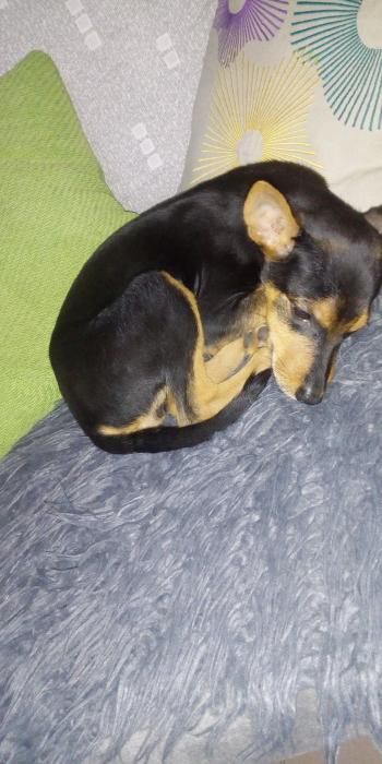 Photo de Rexy, Berger Allemand crois� Rottweiler