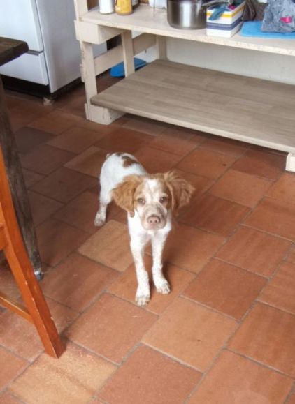 Photo de Scotty, Epagneul breton crois� Border Collie