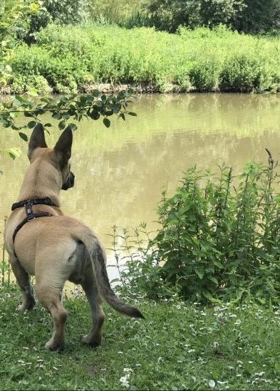 Photo de Lino, Berger Belge Malinois crois� Bouledogue fran�ais