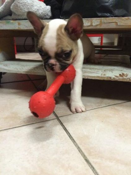 Photo de Raymond, Bouledogue fran�ais pure race