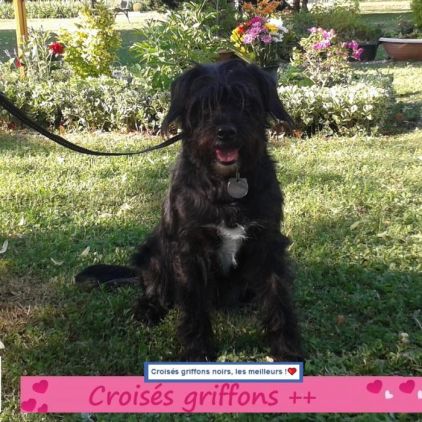 Photo de Helfy, Griffon crois�
