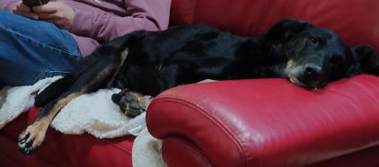Photo d'Hanka, Border Collie crois� Beauceron