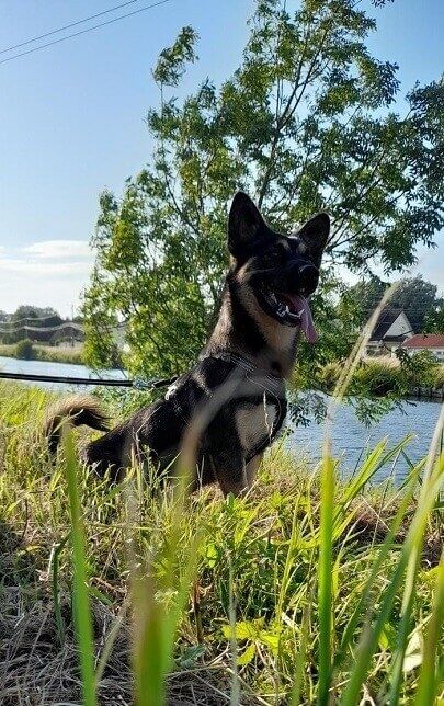 Photo d'Alpha, Berger Allemand crois�