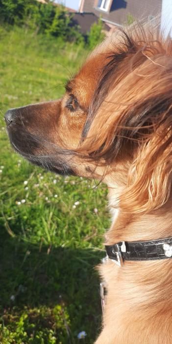 Photo de Bibou, Setter irlandais crois� Papillon