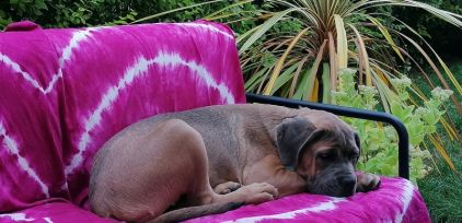 Photo de Satine alias Kalissy, Cane Corso pure race