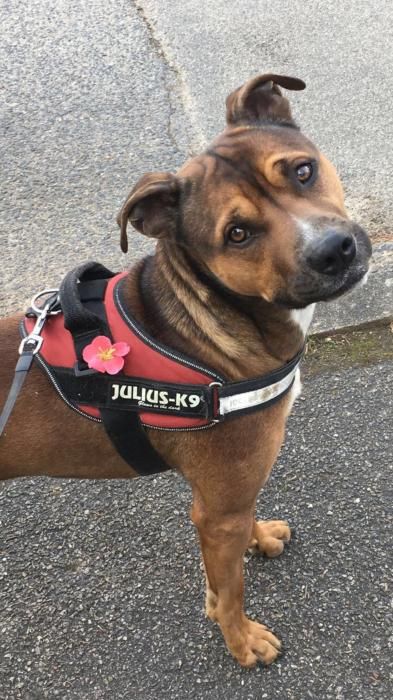 Photo de N�o, Berger Belge Malinois crois� Boxer