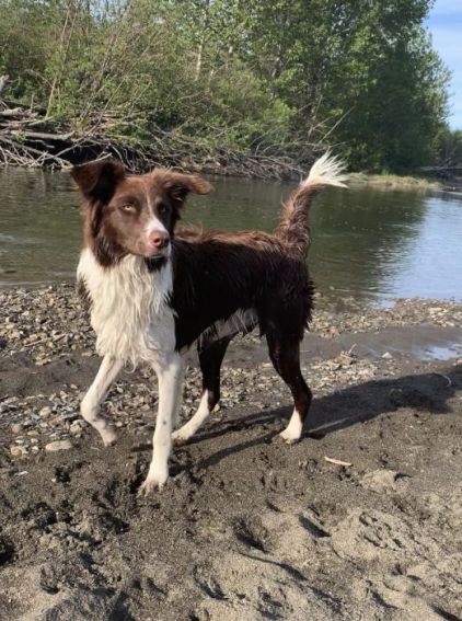 Photo de Rosie, Border Collie crois� Epagneul breton