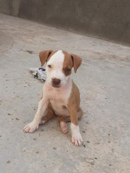 Photo de Sofie, Pitbull pure race