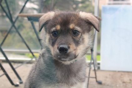 Photo de Rohan, corniaud Berger Allemand Husky