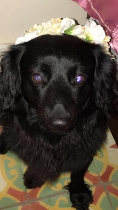 Photo de Prince, Spitz nain crois� Teckel