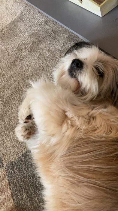 Photo d'Onyx, Border Collie crois� Lhassa apso