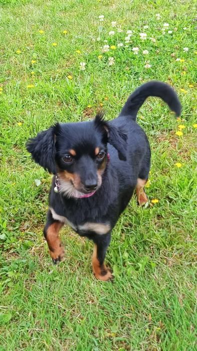 Photo de Rezz, Chihuahua crois� Teckel