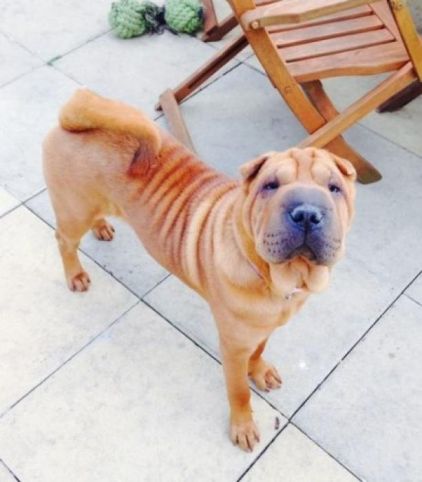 Photo de Miel, Shar Pei pure race