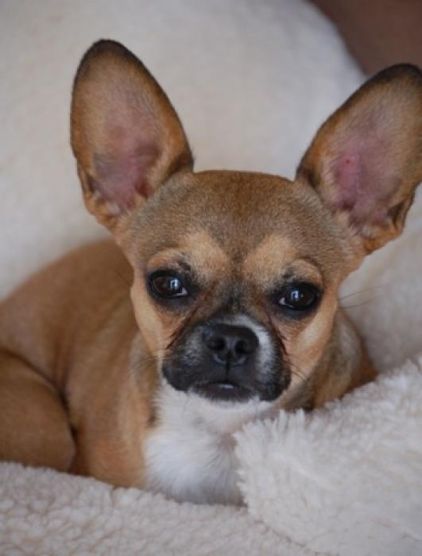 Photo de Bully, Chihuahua crois� Bouledogue fran�ais