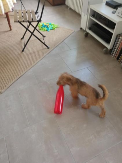 Photo de Poppy, Basset fauve de Bretagne crois�